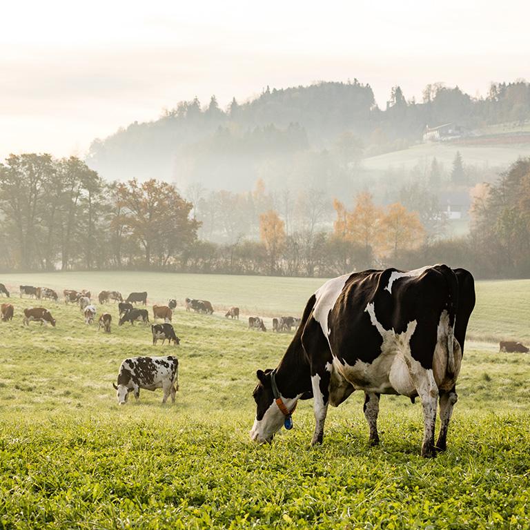 cows in a green pasture