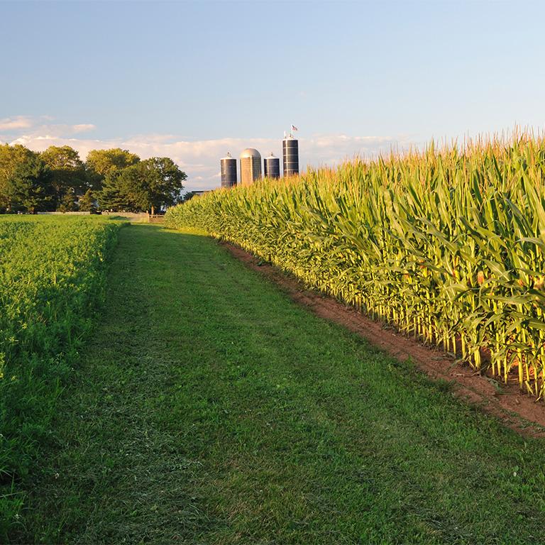 corn field